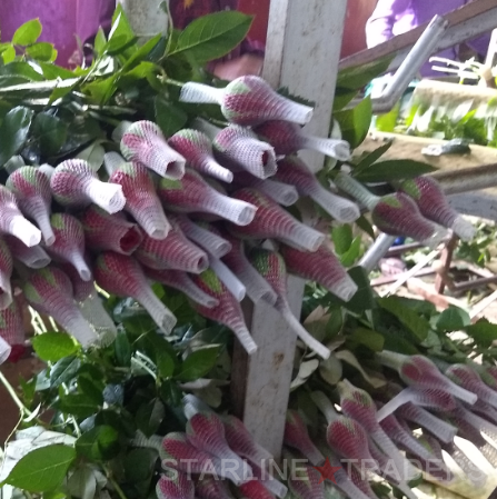 Indian Fresh Cut Rose Flowers