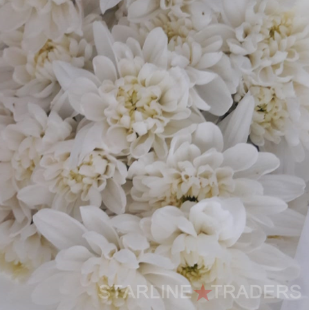 Fresh Cut Carnation Flowers