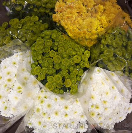 Blue Indian Fresh Cut Chrysanthemum Flower
