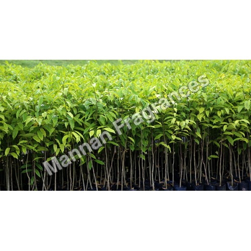 Agarwood Oil
