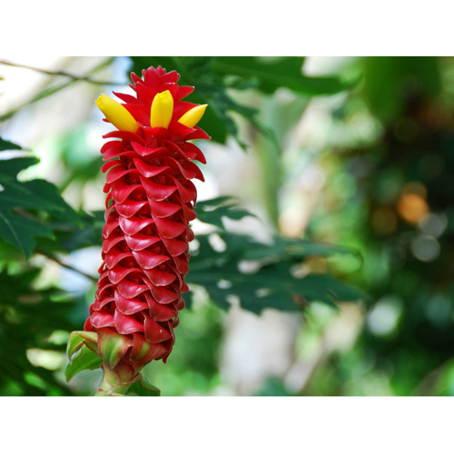 Costus Root Oil - Viscous Liquid Extracted Via Steam Distillation, Warm Spicy Aroma, Red Color