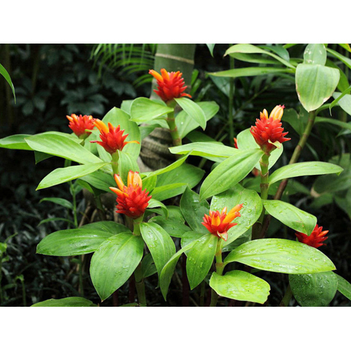 Costus Root Oil - Viscous Liquid Extracted Via Steam Distillation, Warm Spicy Aroma, Red Color