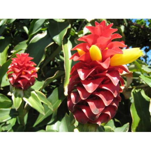 Costus Root Oil - Viscous Liquid Extracted Via Steam Distillation, Warm Spicy Aroma, Red Color