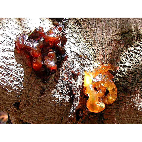 Amber Oil - Natural Resin From Jatoba Tree, Vitalizing Energy & Tonic For Kundalini Activation - Promotes Electrical Flow, Enhances Sexual Vitality
