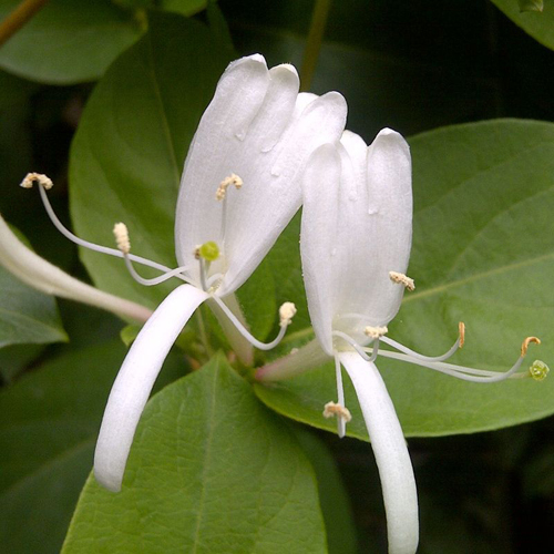 Honeysuckle Essential Oil - 100% Pure, 10 Ml Glass Bottle | Alcohol Free, Yellow, Steam Distillation, Psychic Enhancement