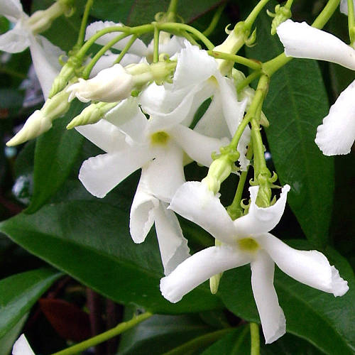 Jasmine Essential Oil - 100% Pure, Steam Distilled White Floral Extract | Ideal For Dry, Greasy, Sensitive Skin, Reduces Stretch Marks And Scarring