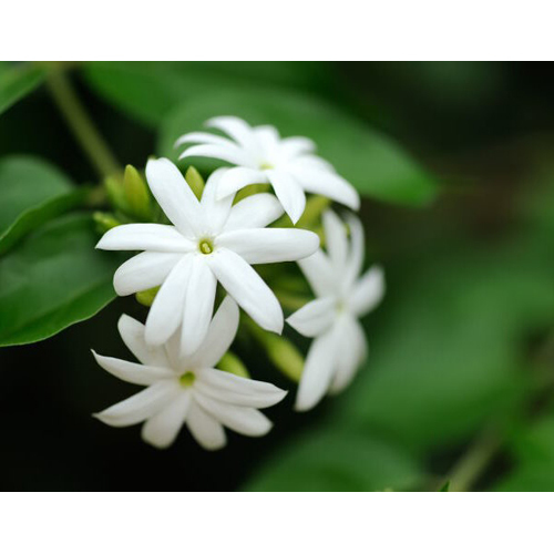 Jasmine Essential Oil - 100% Pure, Steam Distilled White Floral Extract | Ideal For Dry, Greasy, Sensitive Skin, Reduces Stretch Marks And Scarring