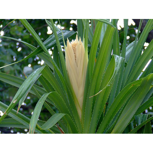 Kewda Absolute Oil - Hydro-distilled Flower Essence | Refreshing Aroma For Perfumery