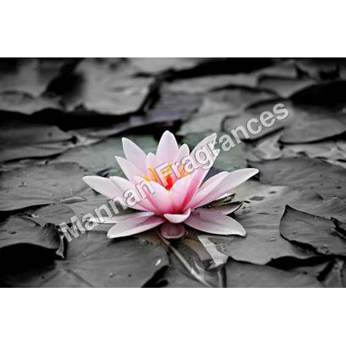 Lotus Oil - Pure Essential Oil Extracted from Conical Shaped Flowers, Therapeutic and Stimulating Properties, Blends Well with All Spice Essential Oils