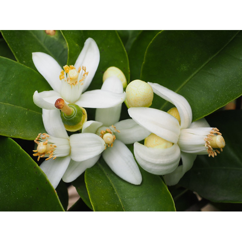 Neroli Essential Oil - Botanical Extract From Citrus Aurantium Var. Amara | Therapeutic Relaxation