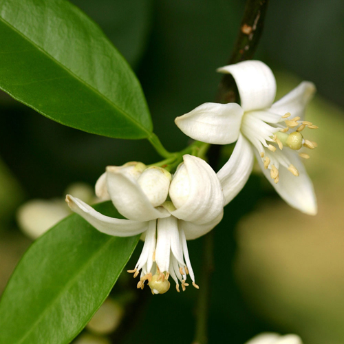 Neroli Essential Oil - Botanical Extract From Citrus Aurantium Var. Amara | Therapeutic Relaxation