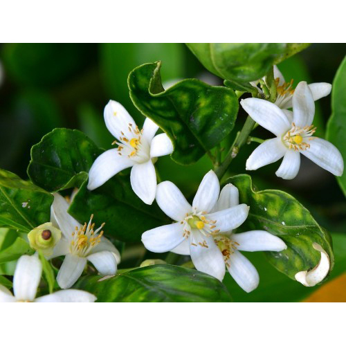 Neroli Essential Oil - Botanical Extract From Citrus Aurantium Var. Amara | Therapeutic Relaxation