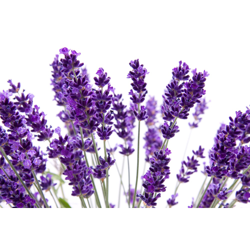 Lavender Oil - 100% Pure, 10 Ml Glass Bottle | Purple Color, Steam Distillation, Lavandula Angustifolia, Versatile Ailment Relief
