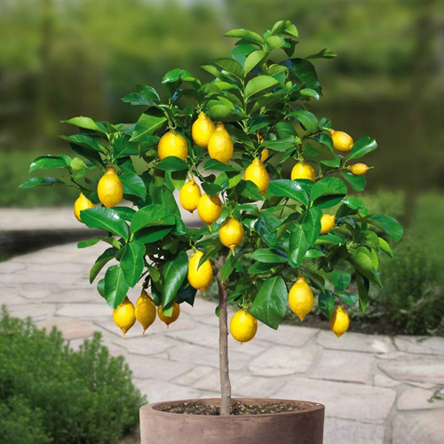 Lemon Oil - Cold-pressed, >99% Purity, Yellow | Aromatic Therapeutic, Refreshing, Medicinal, Antiseptic, Versatile Properties