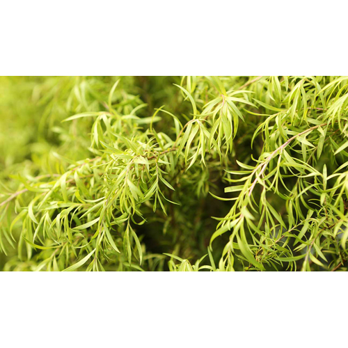 Tea Tree Oil - Steam Distilled Extract From Melaleuca Alternifolia, Green Liquid With Spicy, Pungent Scent