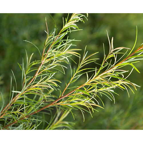 Tea Tree Oil - Steam Distilled Extract From Melaleuca Alternifolia, Green Liquid With Spicy, Pungent Scent