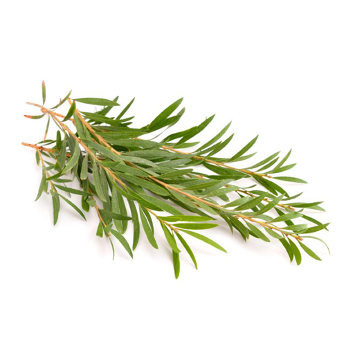 Tea Tree Oil - Steam Distilled Extract From Melaleuca Alternifolia, Green Liquid With Spicy, Pungent Scent