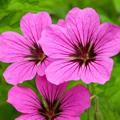 Geranium Oil - Organic Pelargonium Graveolens