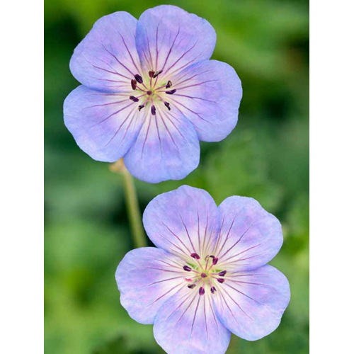 Geranium Oil - Organic Pelargonium Graveolens