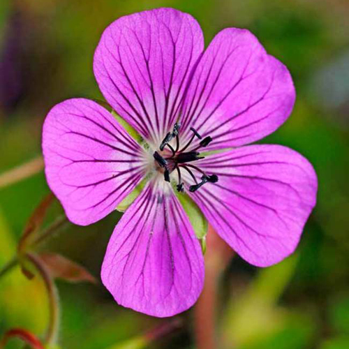 Geranium Oil - Organic Pelargonium Graveolens