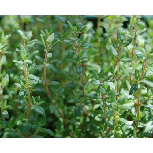 Thyme Oil - Pure Plant Extract , Green Color, Steam Distillation Method, Botanical Name Thymus Vulgaris, 2-year Shelf Life
