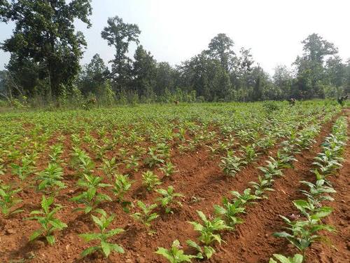 Sarpagandha Medicinal Plants - High-quality Rauwolfia Serpentina, 1st Grade Herbaceous Shrub, Shelf Life Of 5 Days In Jute Bags | Ideal For Cultivation & Ayurvedic Usage