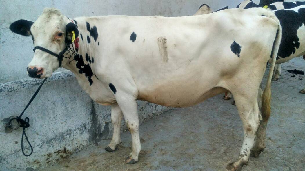 White Hf Heifer