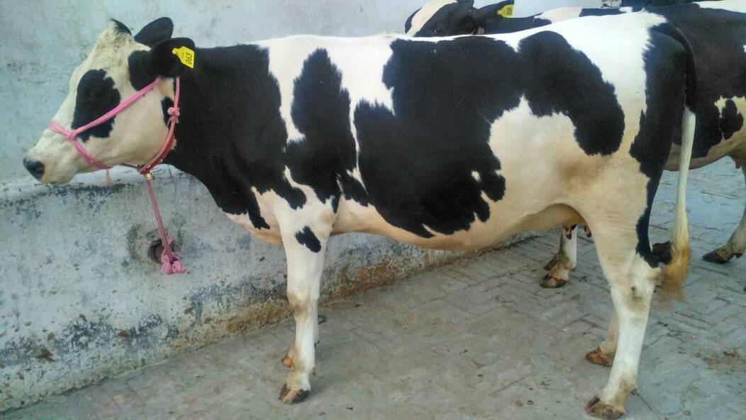 White Hf Heifer