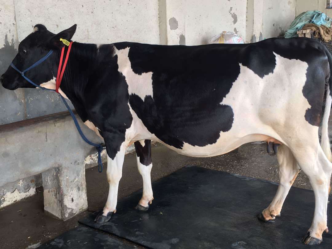White Hf Heifer