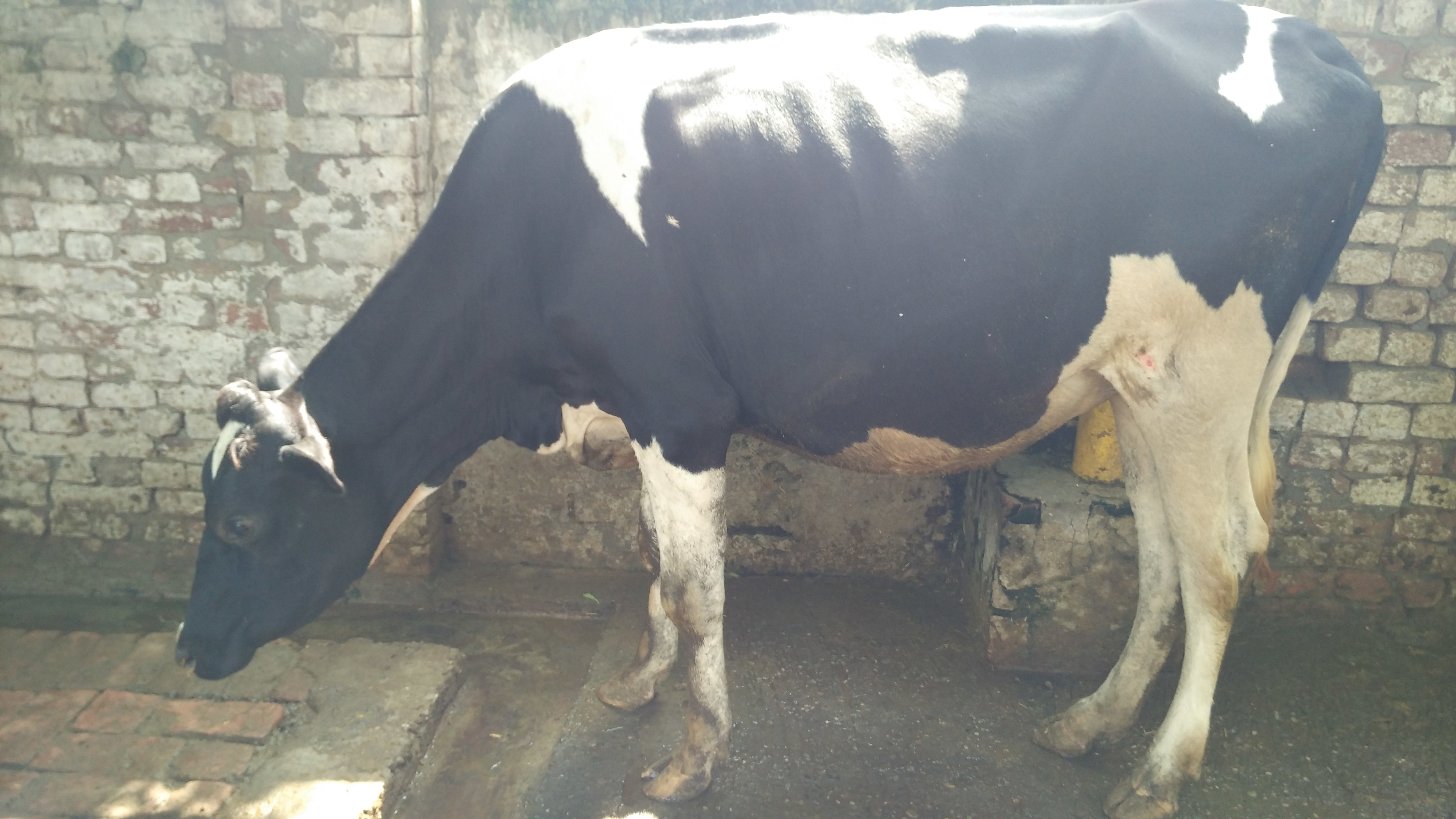 White Hf Heifer