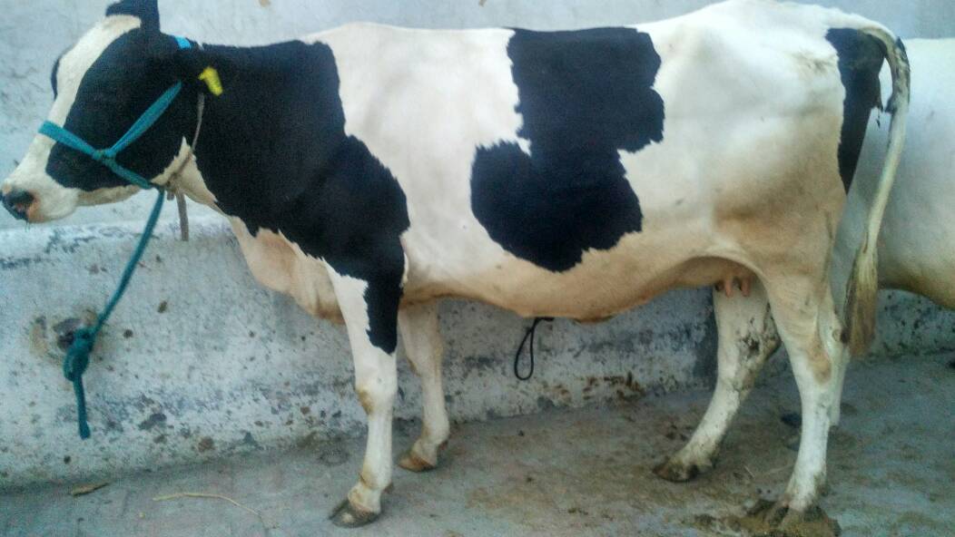 White Hf Heifer