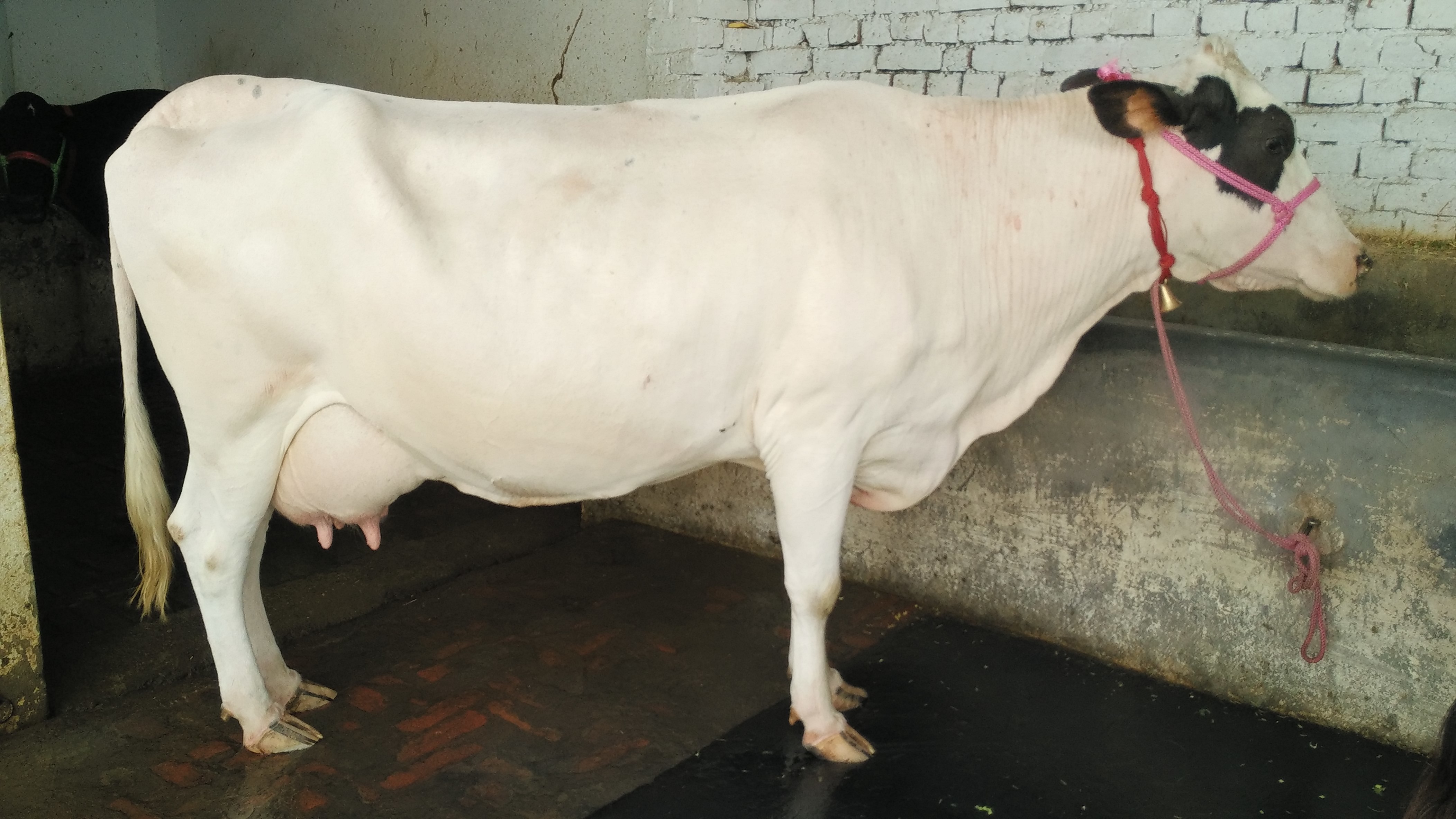 White Black Hf Milking Cow