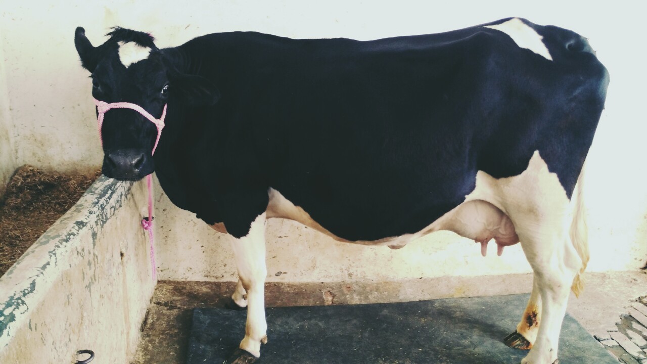 White Black Hf Milking Cow