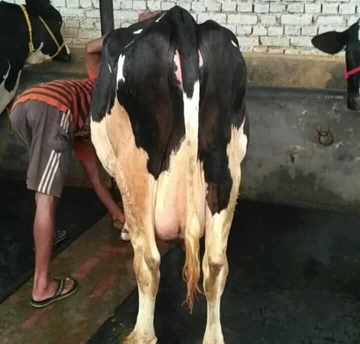 White Black Hf Milking Cow