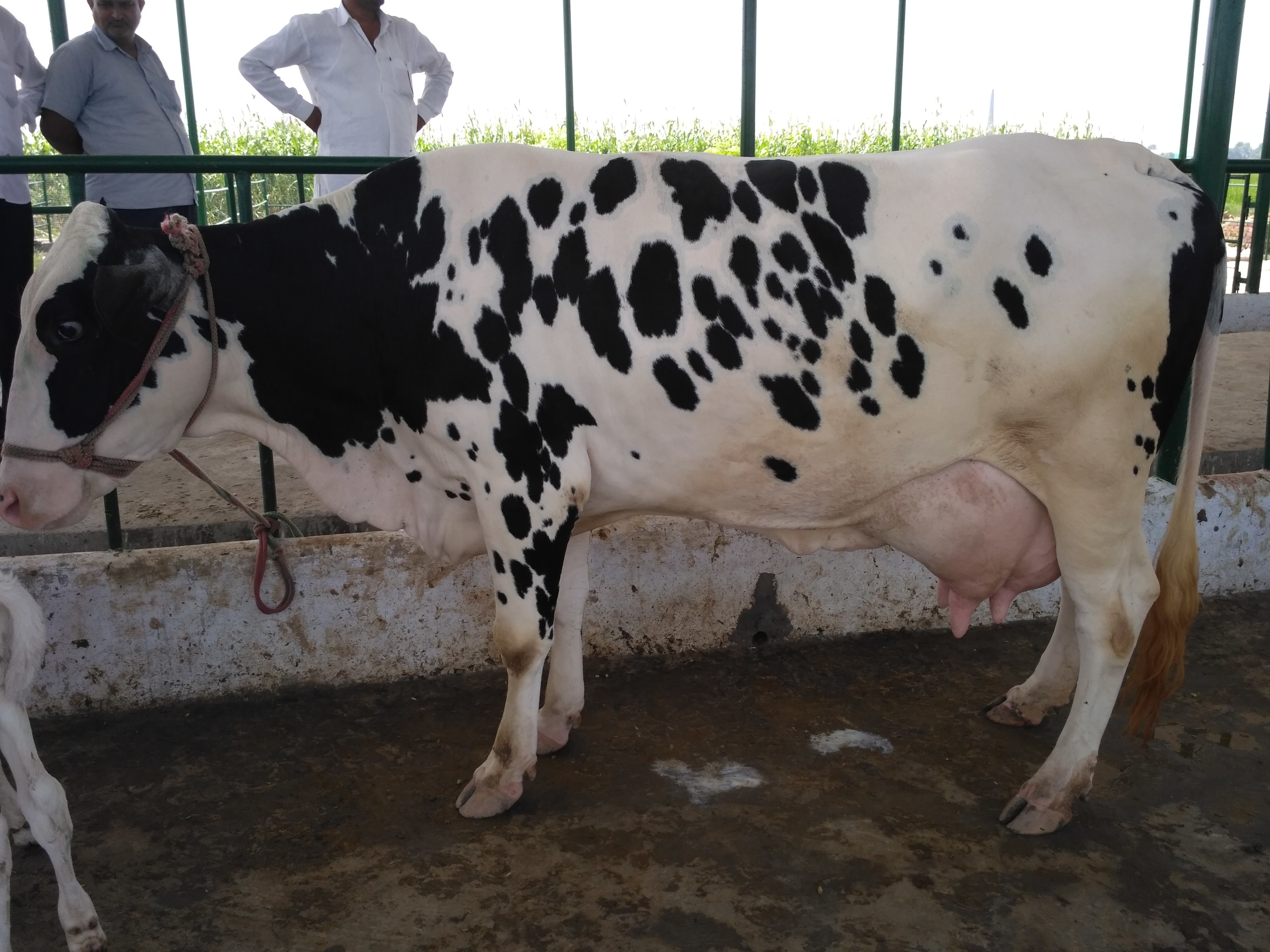 White Black Hf Milking Cow