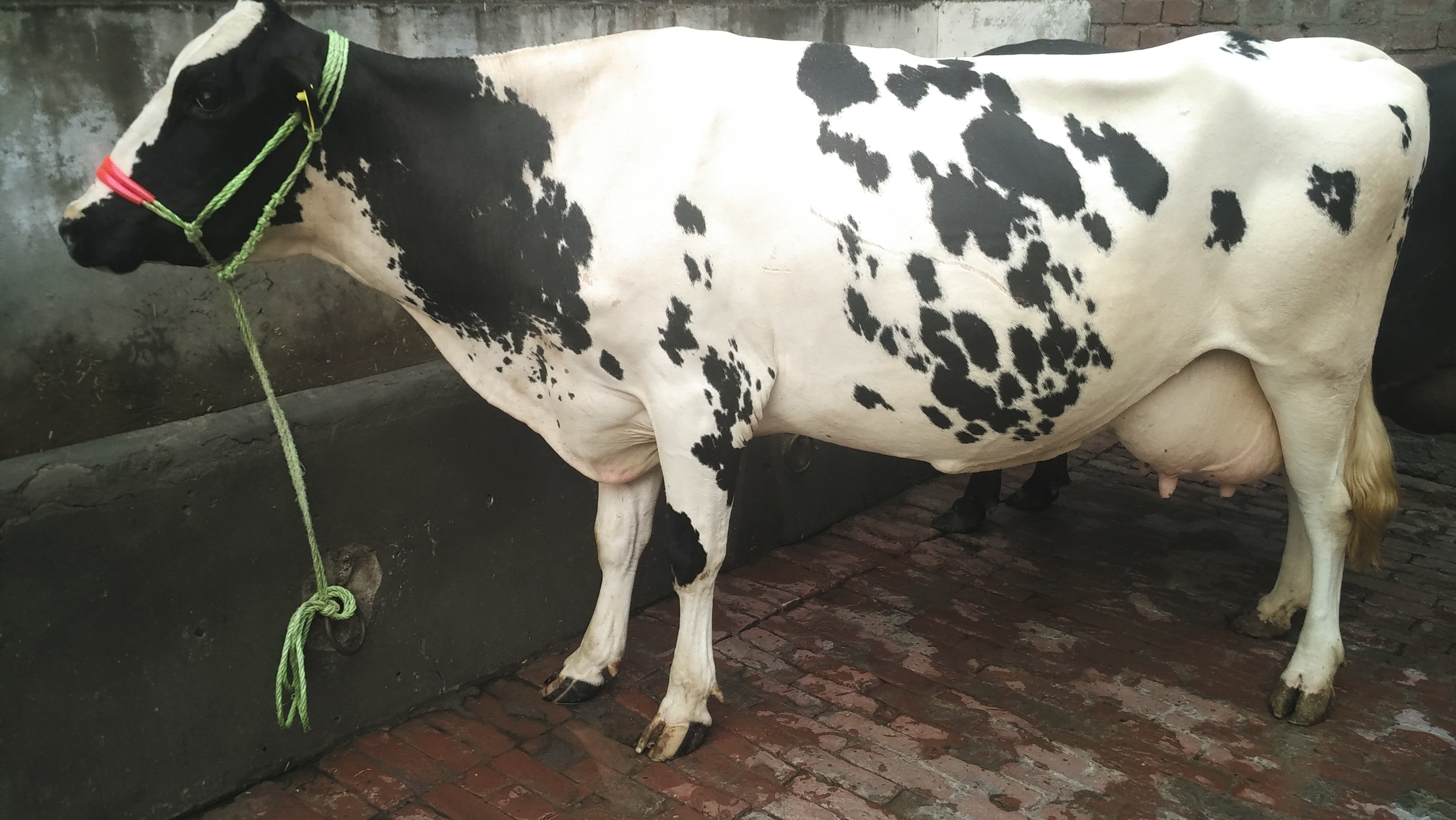 White Black Hf Milking Cow