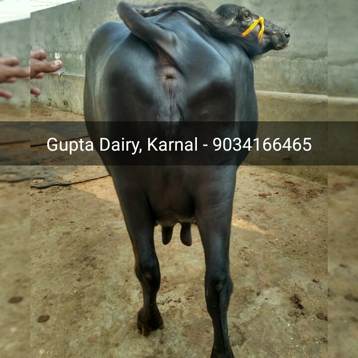Murrah Buffalo - Adult Female Jet Black Dairy Breed | 2500-3500 Liters Lactation, Long Neck, Tightly Curved Horns, Alert Ears