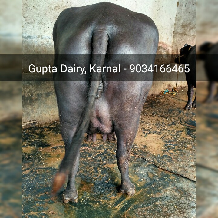 Murrah Buffalo - Adult Female Jet Black Dairy Breed | 2500-3500 Liters Lactation, Long Neck, Tightly Curved Horns, Alert Ears