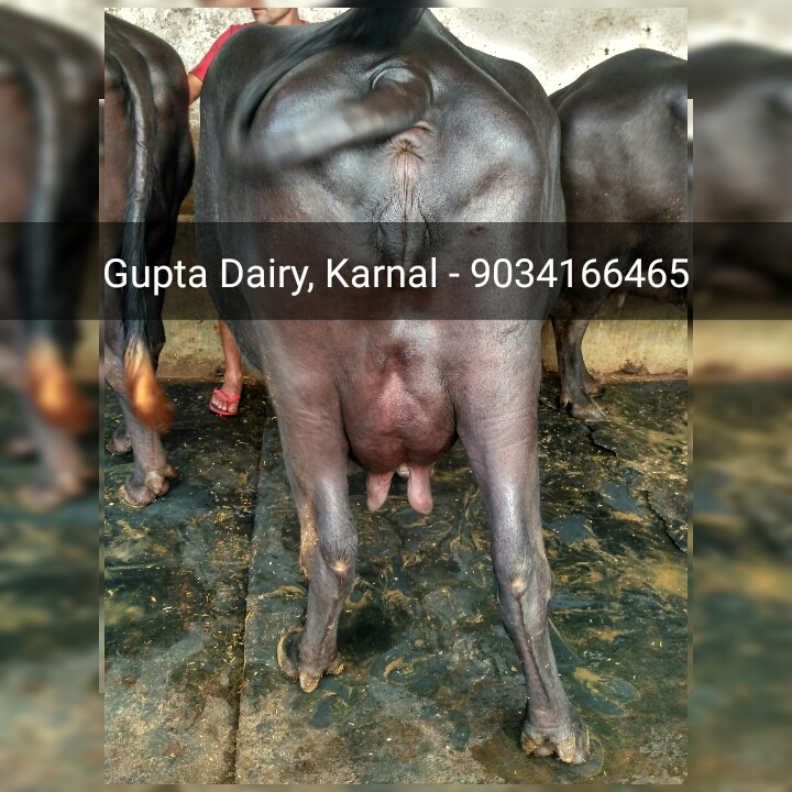 Murrah Buffalo - Adult Female Jet Black Dairy Breed | 2500-3500 Liters Lactation, Long Neck, Tightly Curved Horns, Alert Ears