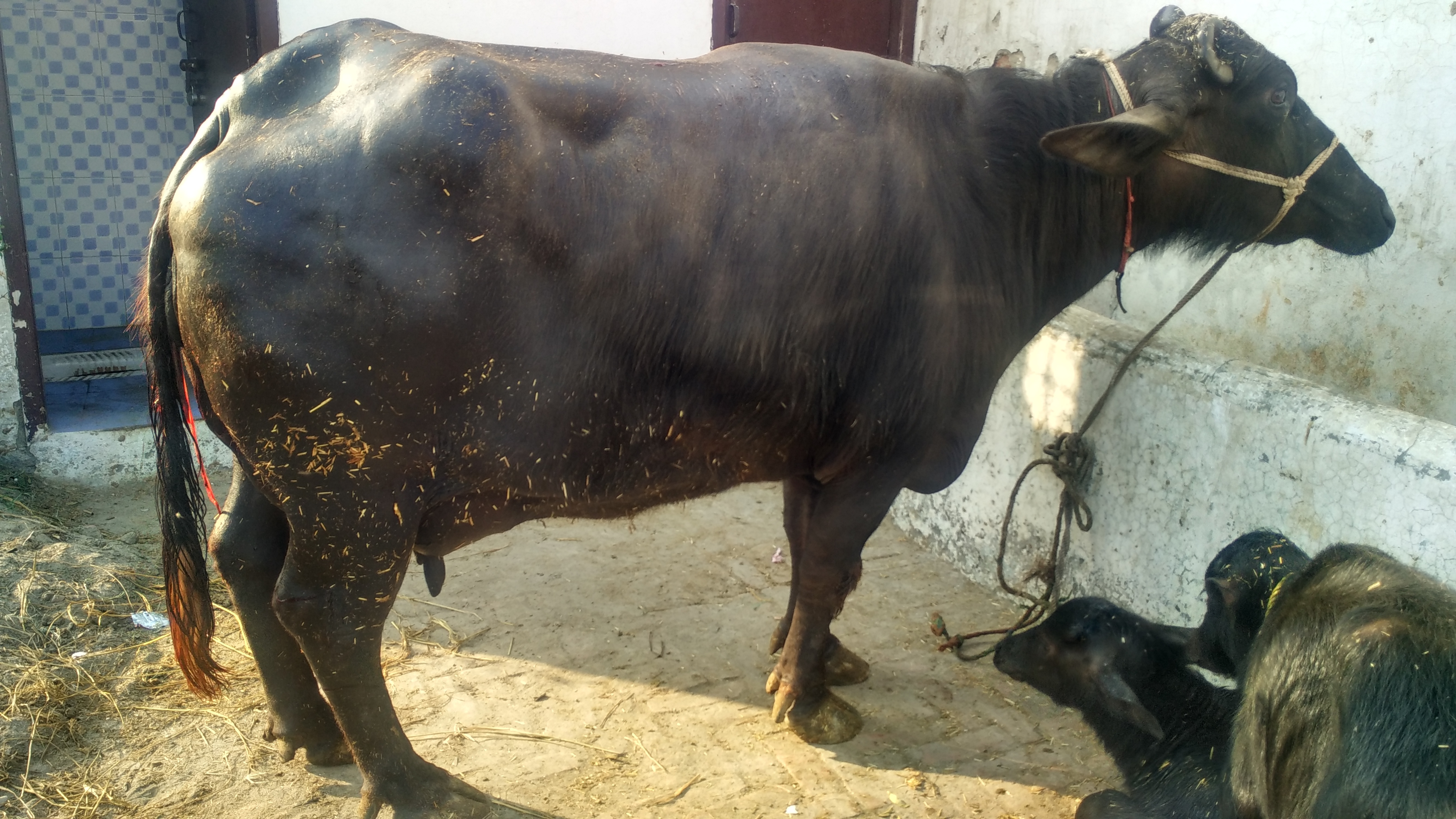 Murrah Buffalo - Adult Female Jet Black Dairy Breed | 2500-3500 Liters Lactation, Long Neck, Tightly Curved Horns, Alert Ears