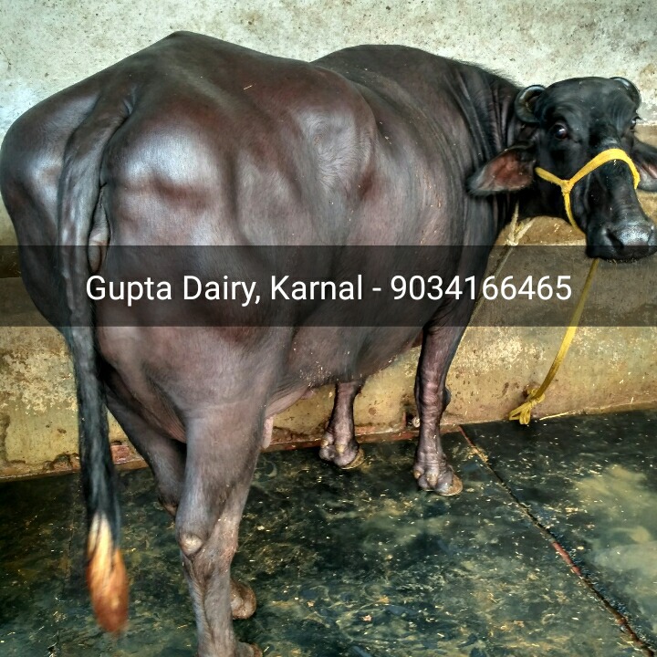 Murrah Buffalo - Adult Female Jet Black Dairy Breed | 2500-3500 Liters Lactation, Long Neck, Tightly Curved Horns, Alert Ears