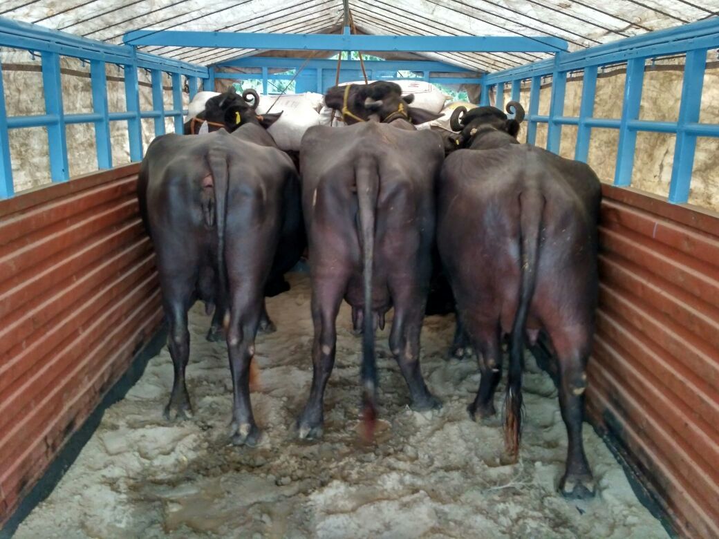 Black Mehsana Buffalo