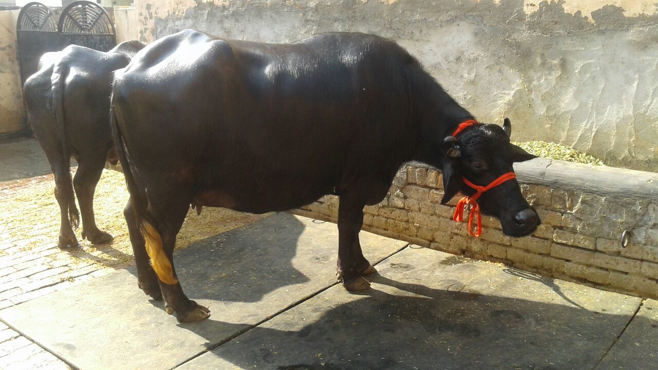Black Mehsana Buffalo