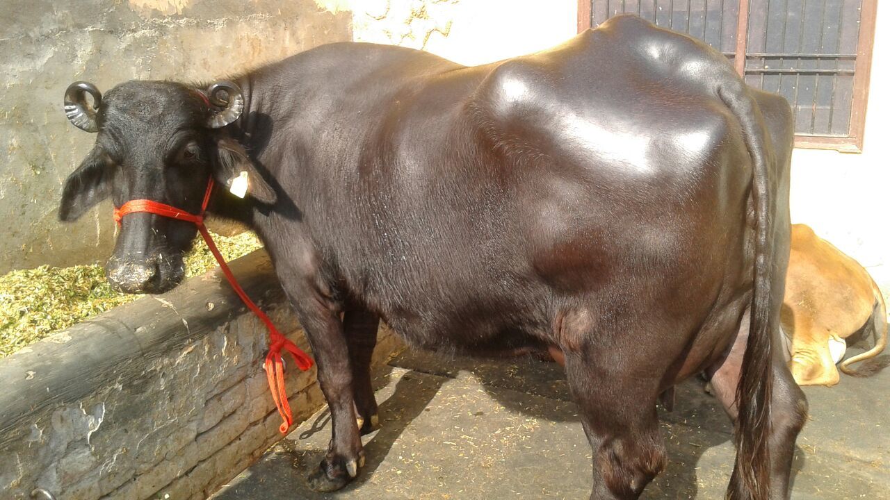 Black Mehsana Buffalo