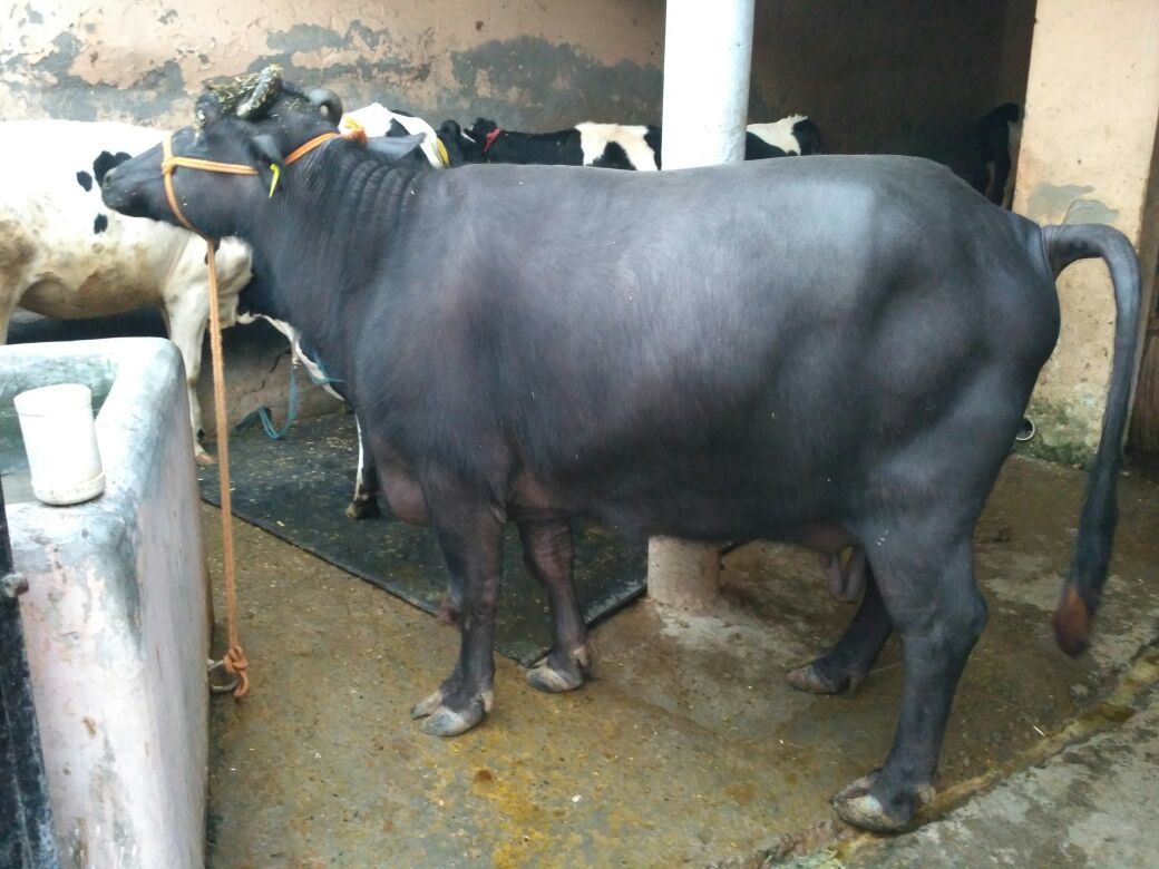 Black Mehsana Buffalo