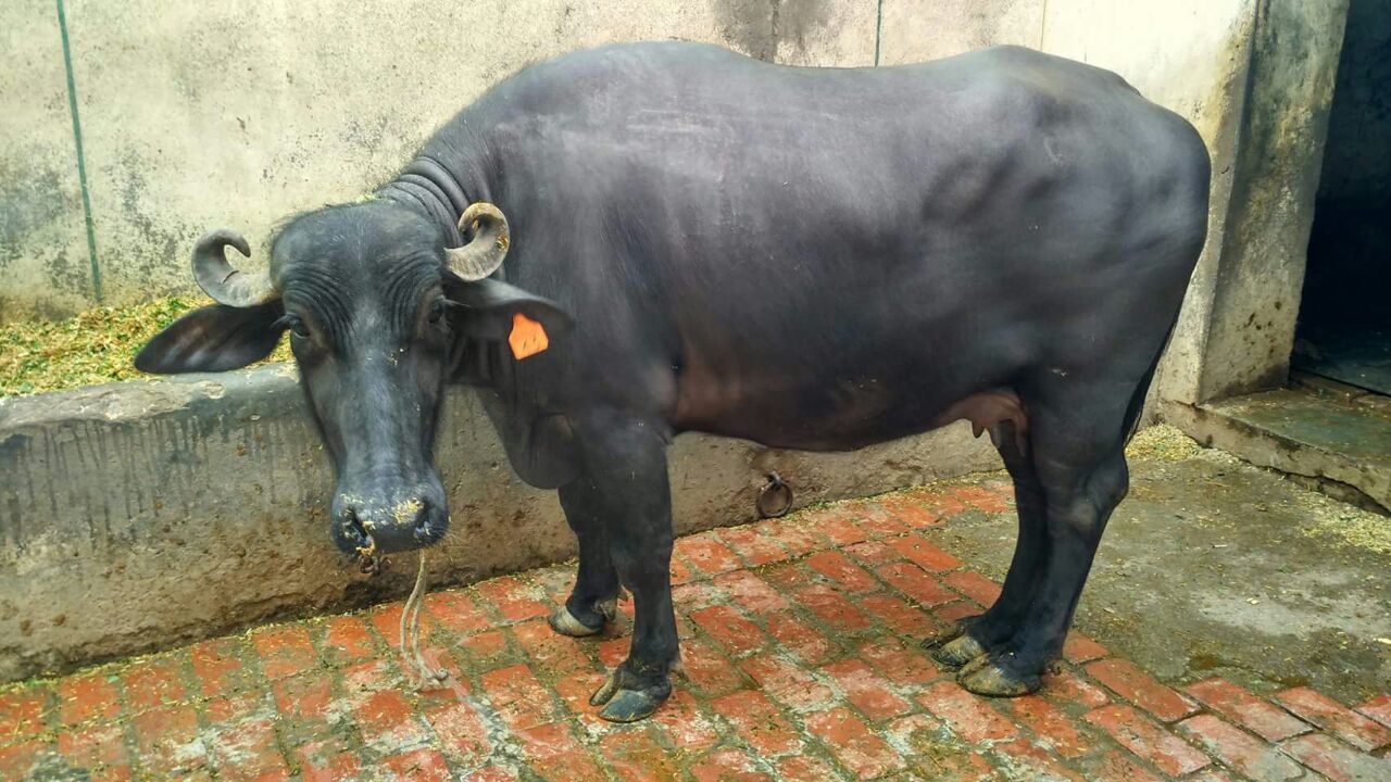 Black Mehsana Buffalo