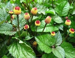 ईरानी अकरकरा प्लांट