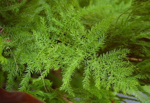 Nepali Shatavari Plants Ingredients: Herbs