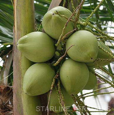 Tender Coconut