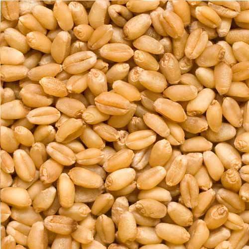 Wheat